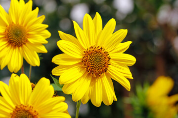 durchwachsene silphie