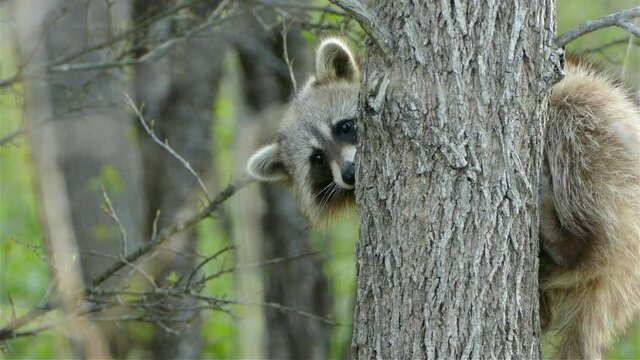 Raccoon Sitting On A Tree In The Forest. - close up