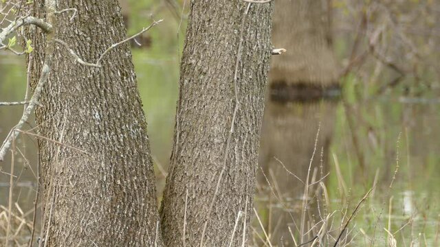 A Yellow-rumped warbler, Setophaga coronata, lands on a branch of a Ash Tree to feed on insects in the spring.