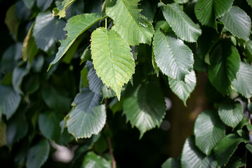 Blätter von der Hängeulme im Garten