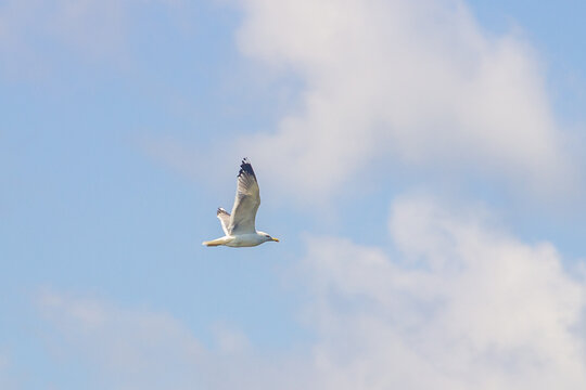 The seagull flies against the sky