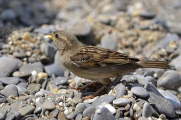 A sparrow eating bread on a pebble