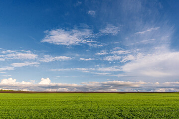 Fototapeta na wymiar green field of winter wheat and blue sky