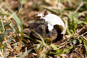 Obraz premium A small turtle is born out of its egg, eyes looking at the sky in its natural habitat. Newborn cute little animals.