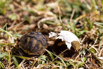 A small turtle is born out of its egg, eyes looking at the sky in its natural habitat. Newborn cute little animals.