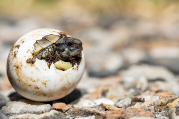 A small turtle is born out of its egg, eyes looking at the sky in its natural habitat. Newborn cute little animals.