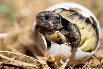 A small turtle is born out of its egg, eyes looking at the sky in its natural habitat. Newborn cute little animals.