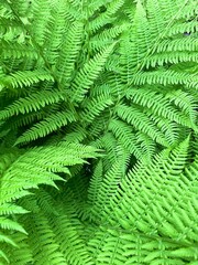 Fern leaves close up