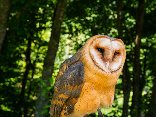 Barn owl. Muráň, Slovakia.