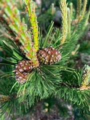 Young cones on a pine branch close up