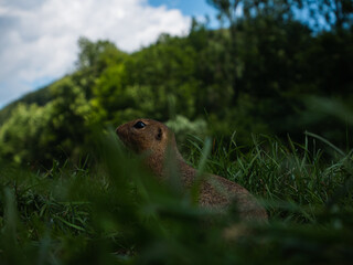Ground squirrel. Muráň, Slovakia