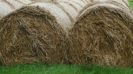 hay bales in a field, Ivergordon, Scotland