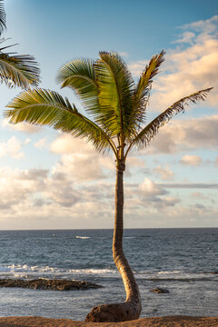 Famous Maui County Palm Tree By The Ocean. 