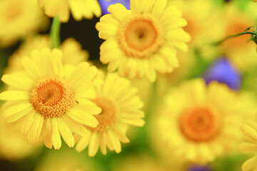 Obraz premium yellow daisies summer background, abstract natural floral spring