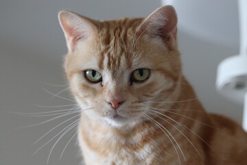 カメラ目線のアメリカンショートヘアレッドタビー。