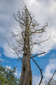 Dawn Redwood Tree