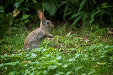 Young Rabbit In The Meadow