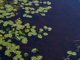 Water surface in the lake with leaves
