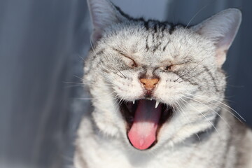 大笑いする表情の猫。