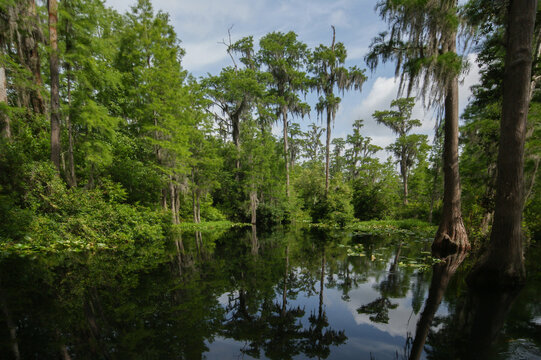 Landscape in the Okefenokee swamp with bald cypress trees (Taxodium distichum), Georgia, USA