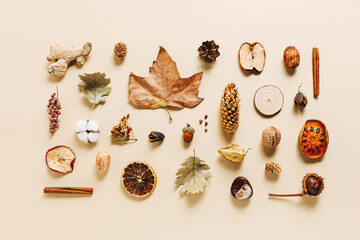 Collection of dry autumn fruitage and leaves isolated on a pastel beige background. Dry orange,...