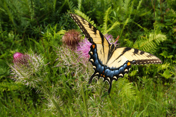 Eastern Tiger Swallowtail butterfly (Papilio glaucus) feeding on thistle, natural habitat, Georgia, USA