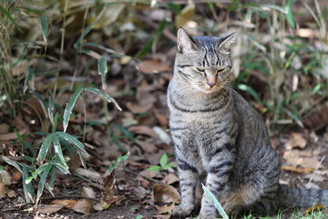 公園で落ち込んでいる猫。