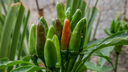 bunch with sprigs of habanero or jalapeno hot peppers some green, others ready and red almost ready...