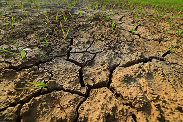 drought in the field agriculture problem heat cracked earth