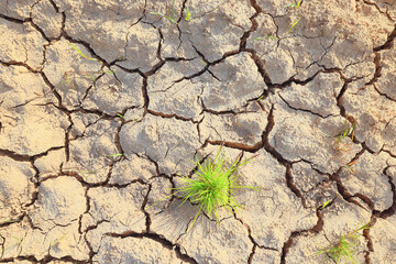 drought in the field agriculture problem heat cracked earth