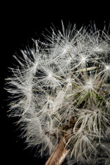 Fototapeta na wymiar dew, thorn, flower, drops, grass, fluff,dandelion, bubble