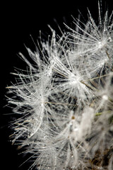 Fototapeta premium dew, thorn, flower, drops, grass, fluff,dandelion, bubble