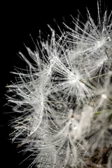 Türaufkleber dew, thorn, flower, drops, grass, fluff,dandelion, bubble © Evgenii