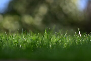 Fototapeta premium Grastau