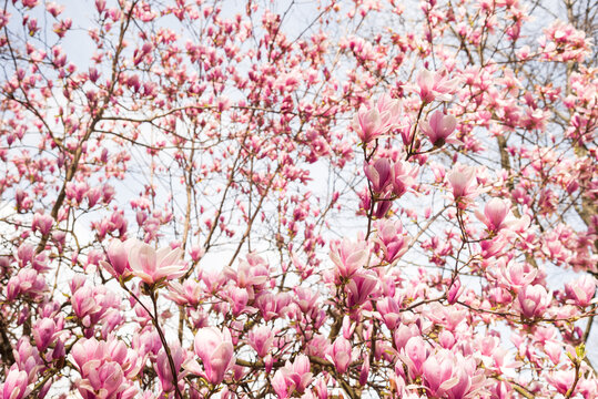 Mourning magnolia blossom magic dream. Enchanted beautiful spring landscape. Floral springtime background