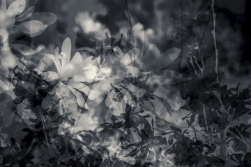 Magnolia blossom magic dream. Retro funeral flowers background. Enchanted spring landscape.  Black white photo