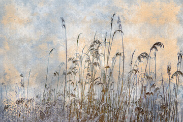 Dry reed covered with snow. High frozen stalks of reeds on the shore of a forest lake. Winter, daytime. Digital watercolor painting. - obrazy, fototapety, plakaty