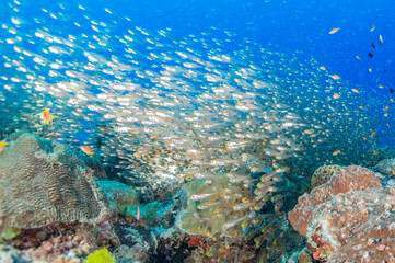 Fototapeta na wymiar 透き通る海の底にあるサンゴ礁に住む魚たち