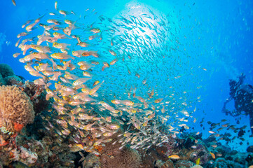 Fototapeta na wymiar 透き通る海の底にあるサンゴ礁に住む魚とダイバー