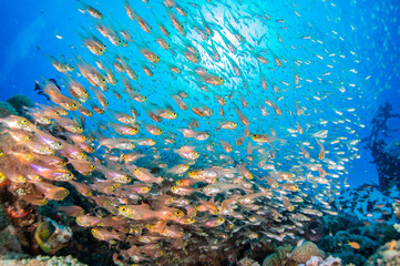 透き通る海の底にあるサンゴ礁に住む魚とダイバー