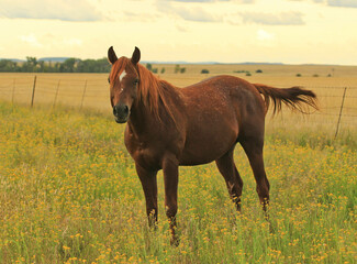 Brown Arab horses on a pasture in late afternoon golden light