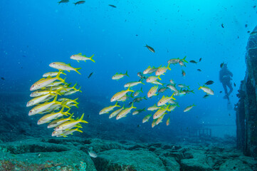 Fototapeta na wymiar 海の中に沈む建造物の周りを泳ぐ魚とダイバー