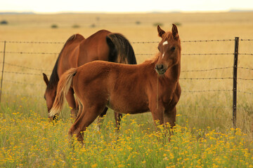 Brown Arab horses on a pasture in late afternoon golden light