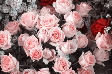 Obraz na płótnie Canvas Pink rose floers bouquet closeup beauty background