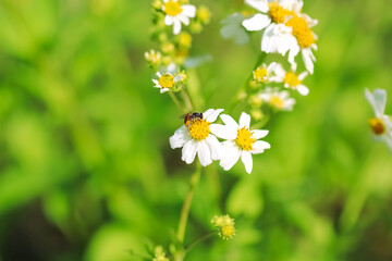 White bidens pilosa flower blooming with a bee drinking nectar in green garden background