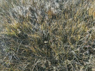 Fototapeta na wymiar grass in the wind