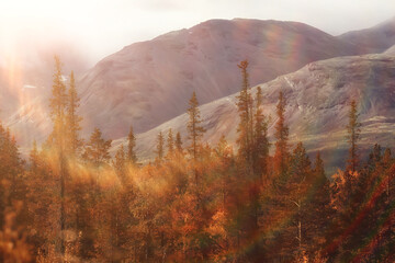 autumn forest mountains panorama, landscape trees, nature yellow season