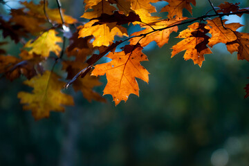 kolorowe liście na drzewach. Jesień