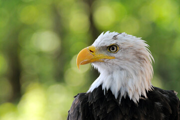 Fototapeta premium Weisskopfseeadler