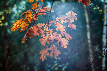 kolorowe liście na drzewach. Jesień